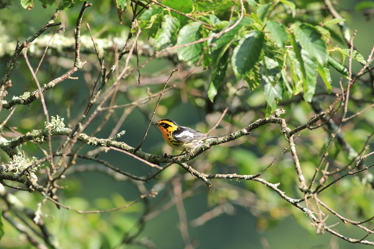 Blackburnian Warbler - Nicholas March