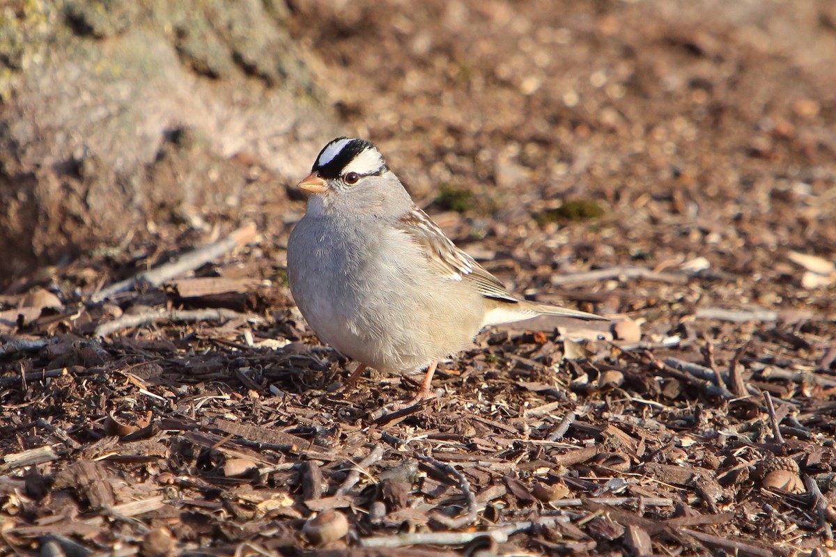 White-crowned Sparrow - ML615881854