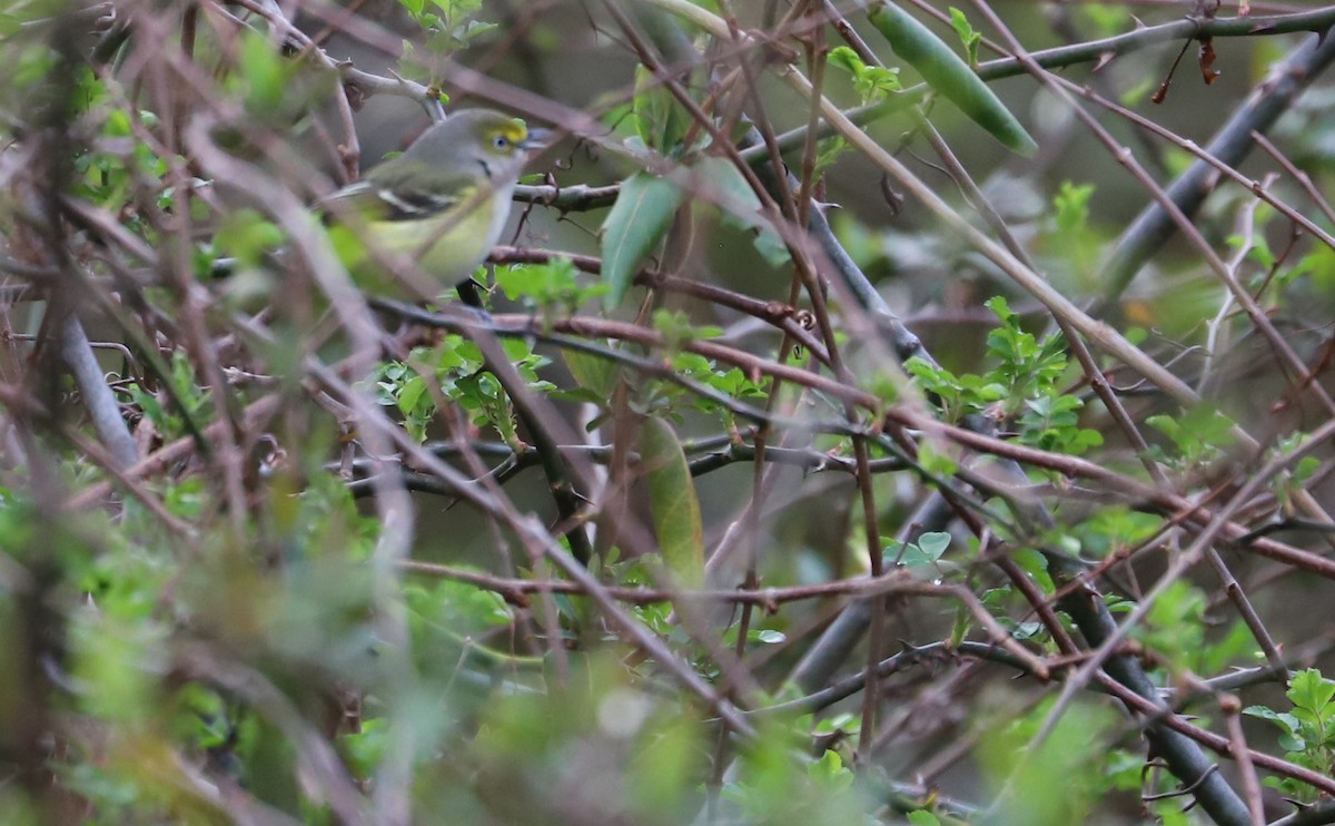 Ak Gözlü Vireo - ML615881864