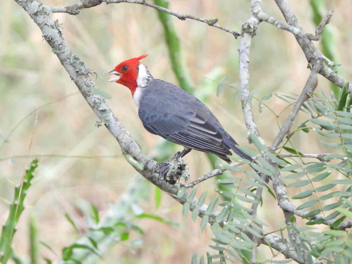 Red-crested Cardinal - ML615881868