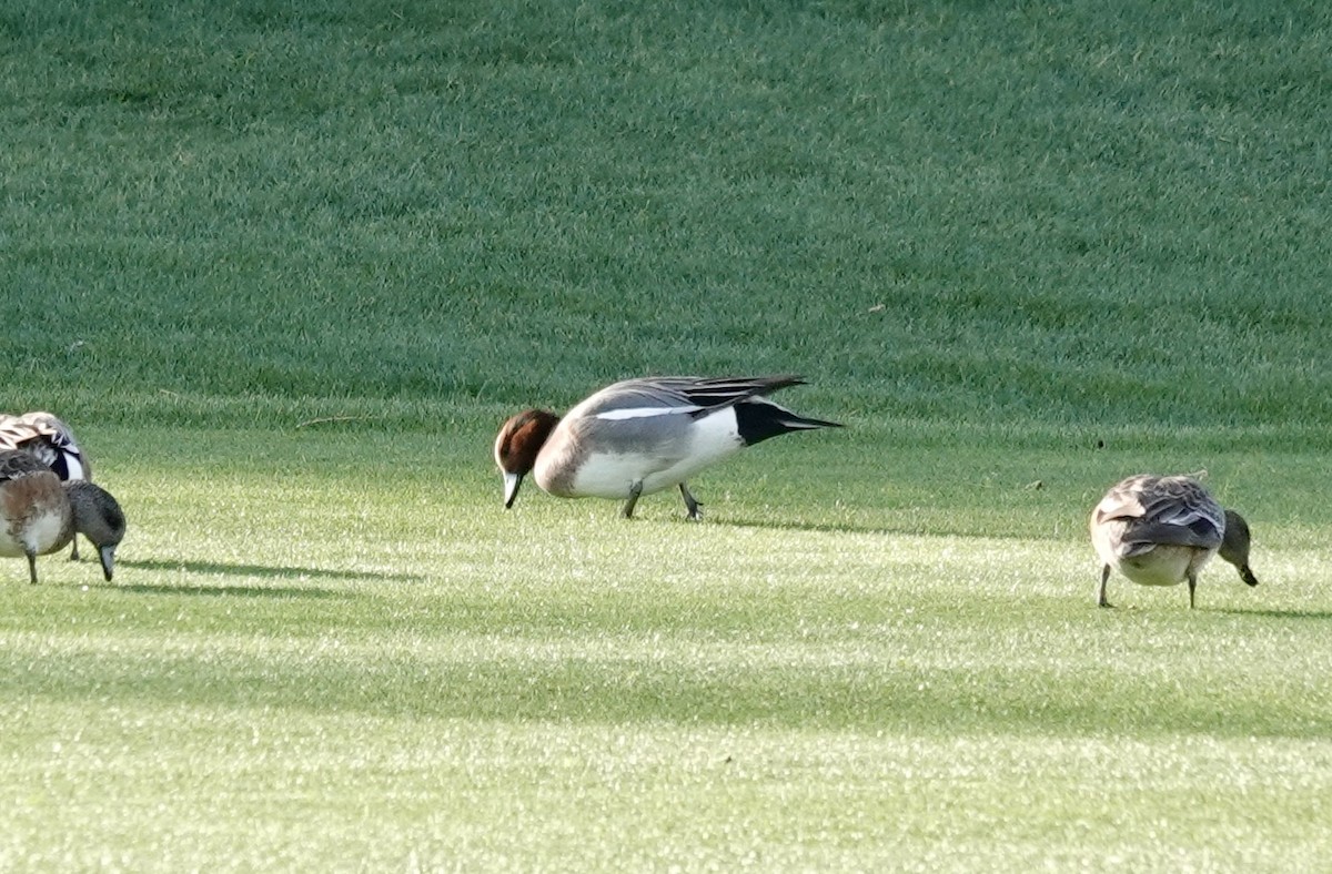 Eurasian Wigeon - Melanie McCarthy