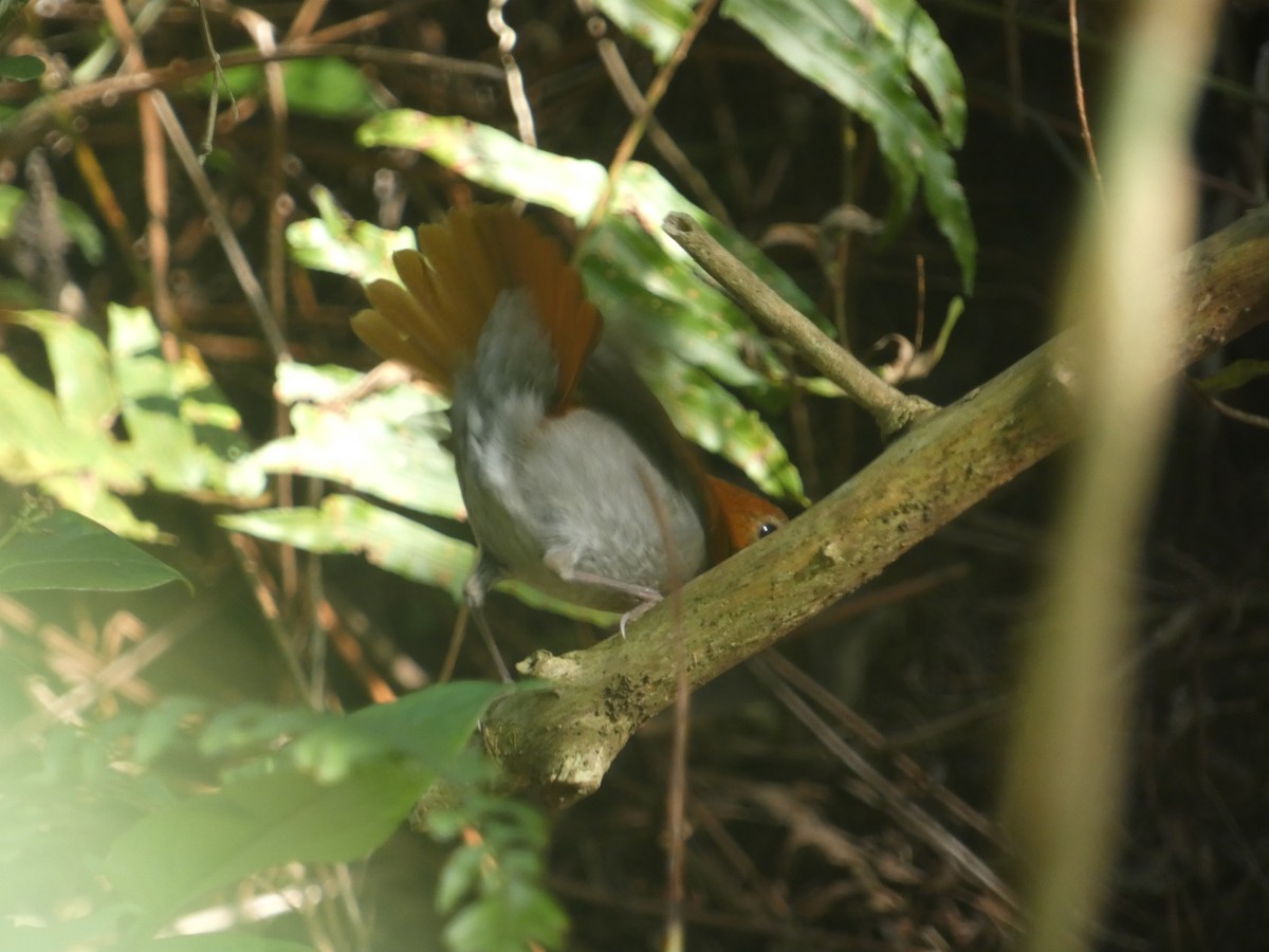 Okinawa Robin - ML615881903