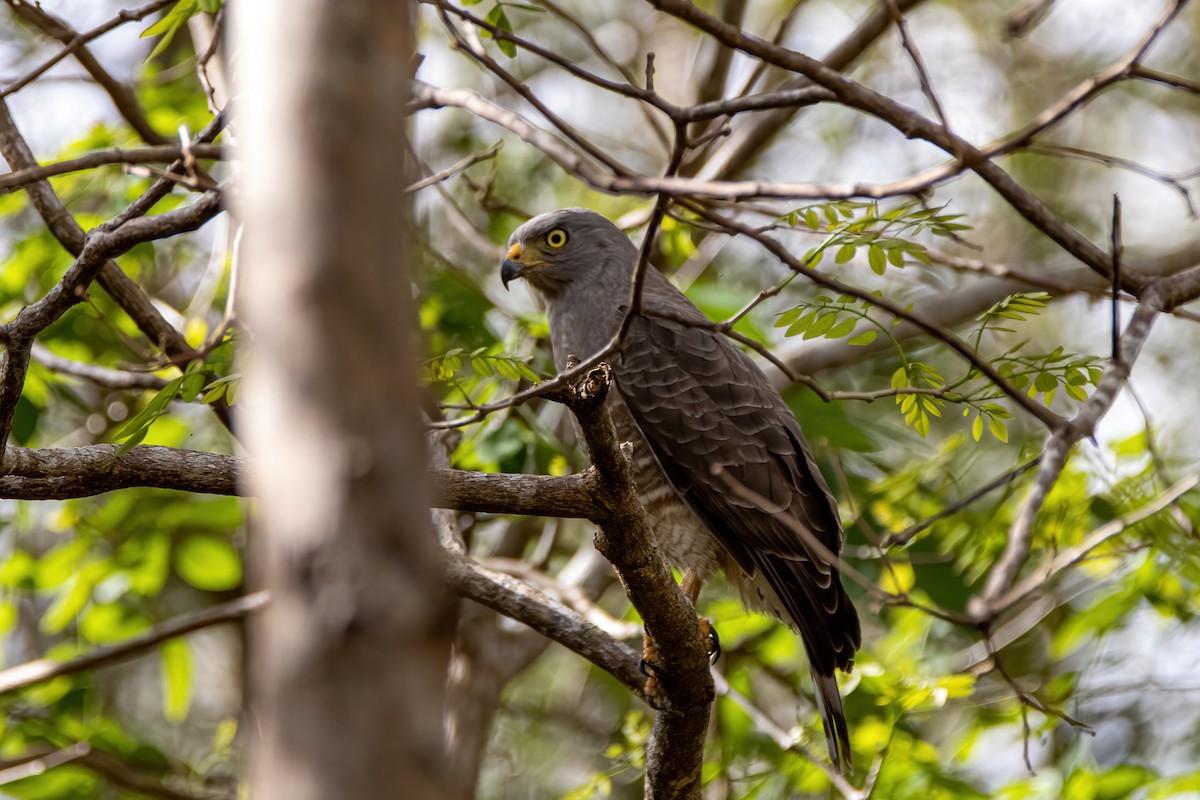 Roadside Hawk - ML615881909