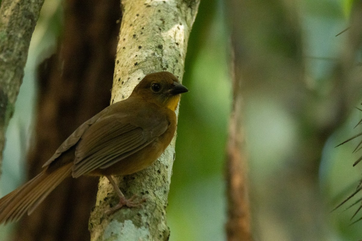 Red-throated Ant-Tanager - ML615881960