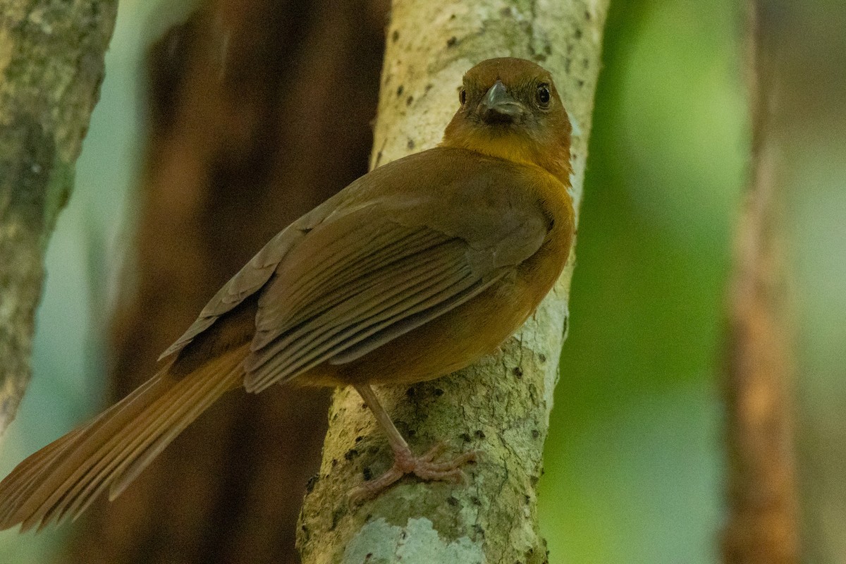 Red-throated Ant-Tanager - ML615881961