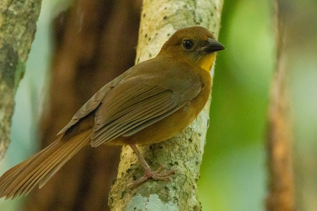 Red-throated Ant-Tanager - ML615881962