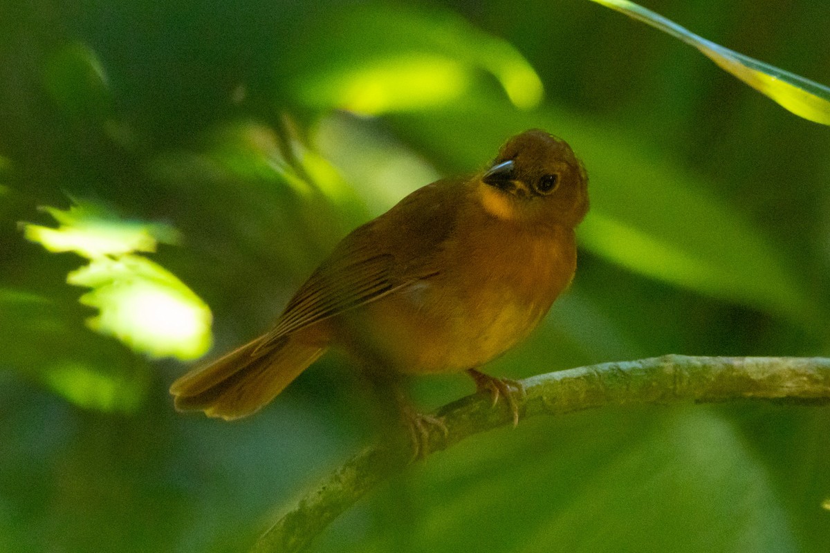 Red-throated Ant-Tanager - ML615881963