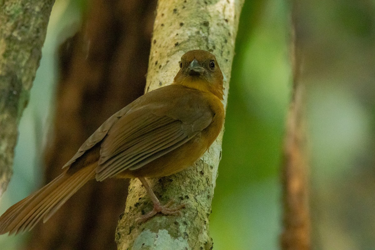 Red-throated Ant-Tanager - ML615881965