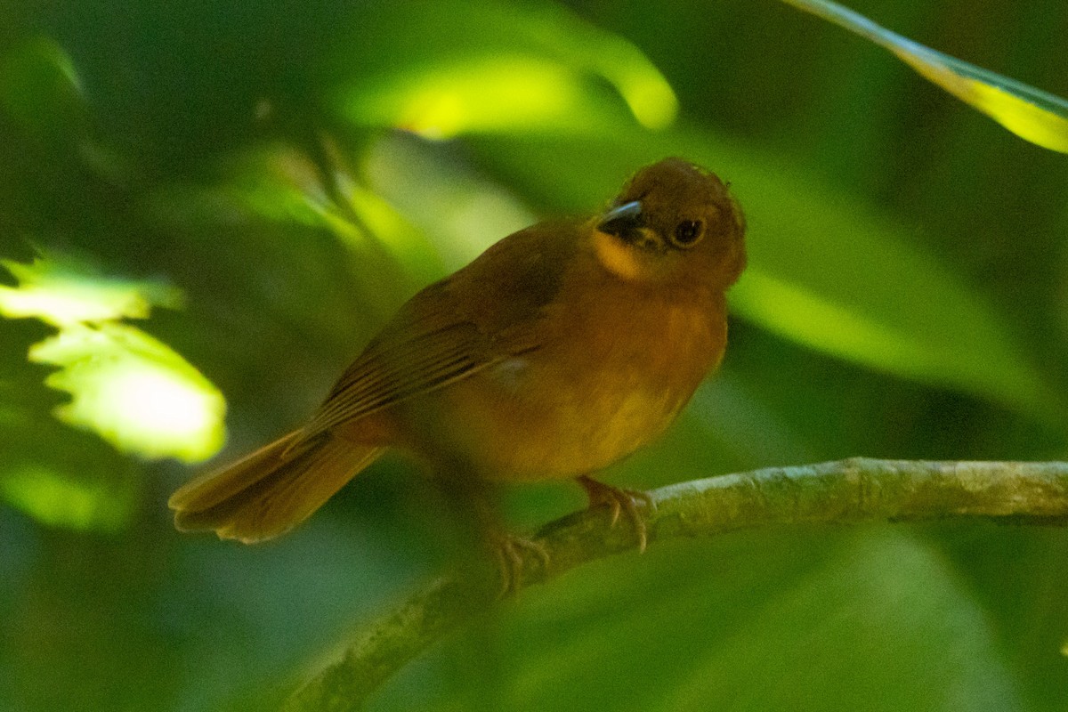 Red-throated Ant-Tanager - ML615881966