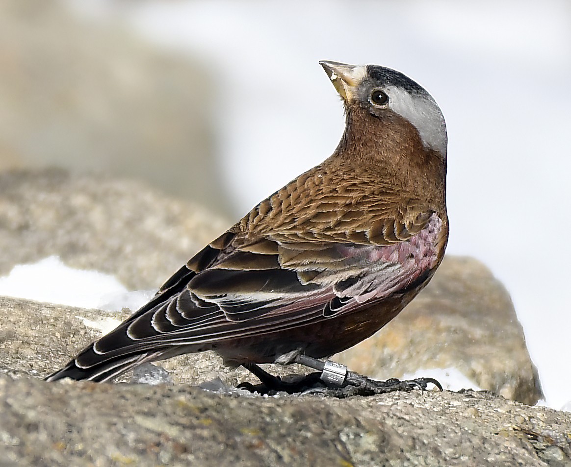 Gray-crowned Rosy-Finch - ML615881986