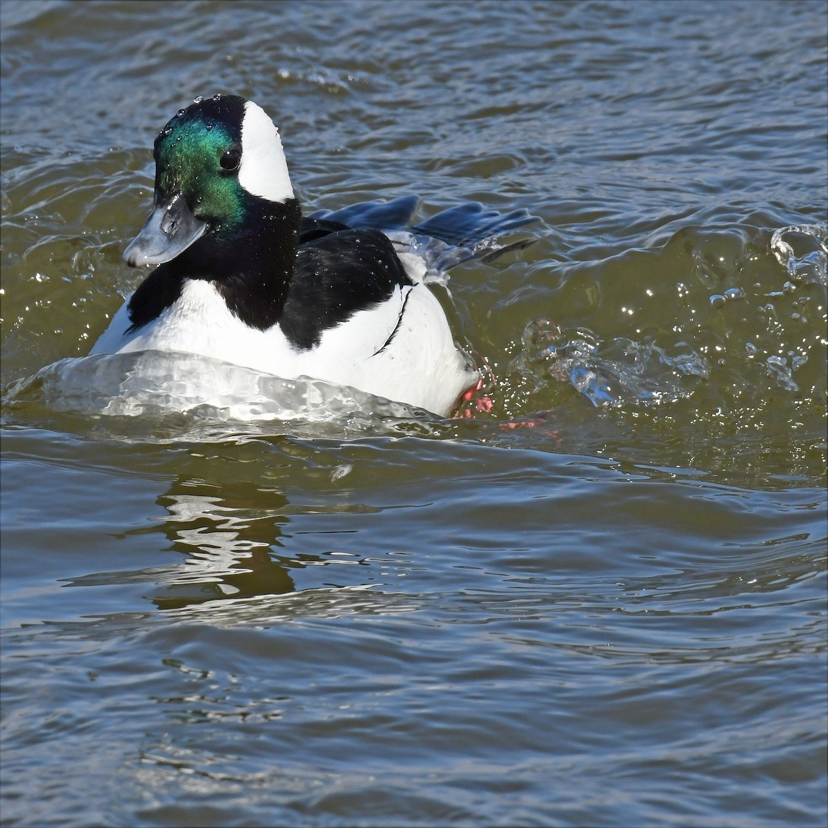 Bufflehead - ML615882008