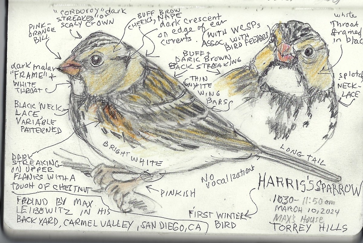 Harris's Sparrow - Susan Smith