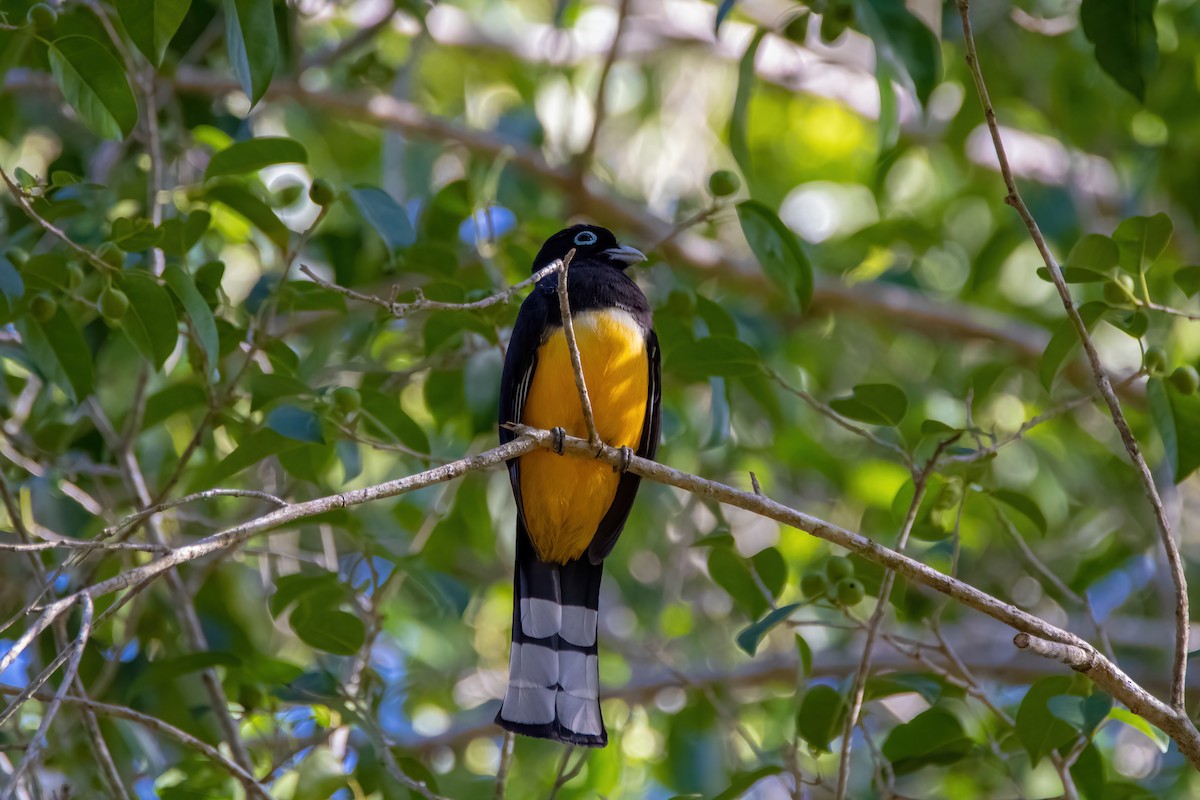 Kara Başlı Trogon - ML615882037