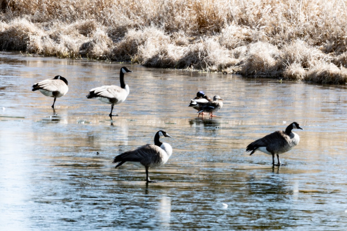 Canada Goose - ML615882039