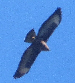 Common Buzzard - ML615882047