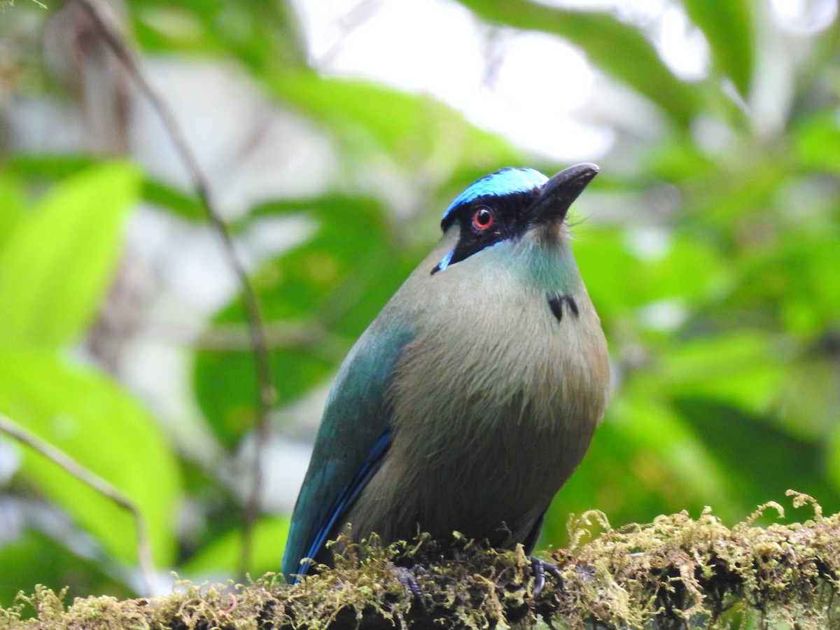 Motmot d'Équateur - ML615882051