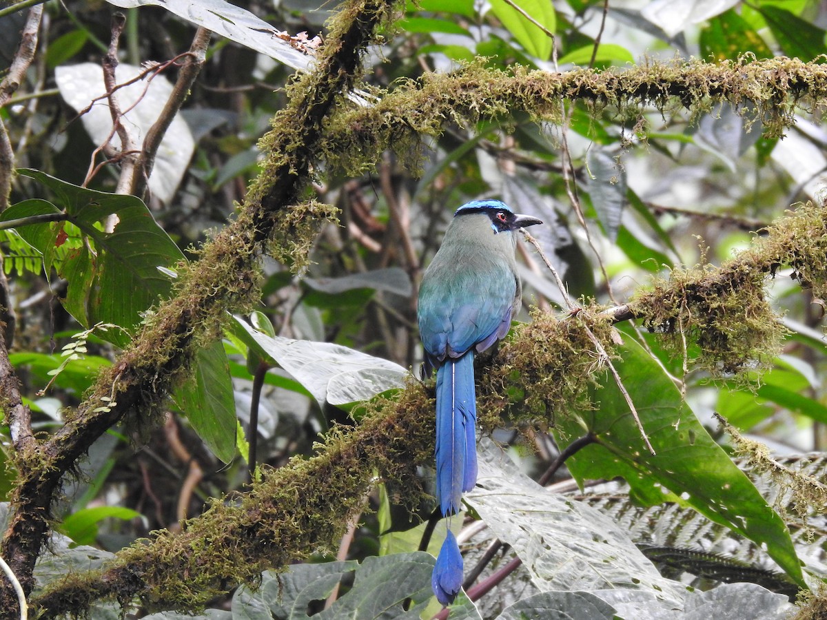 Motmot d'Équateur - ML615882054