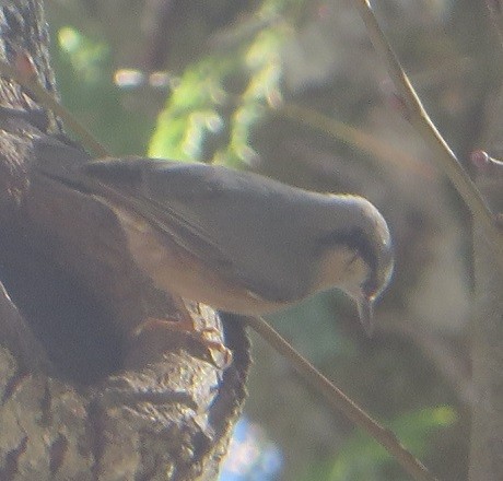 Eurasian Nuthatch - ML615882065