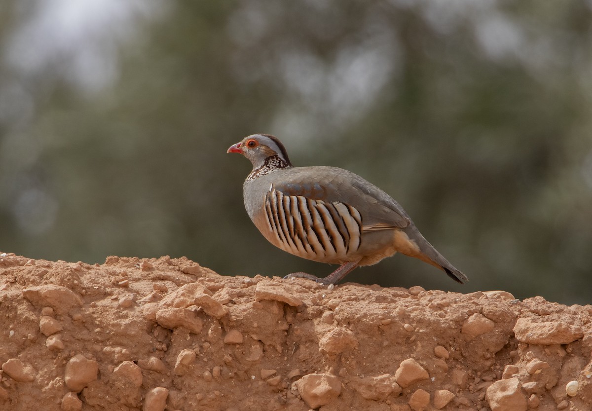 Barbary Partridge - Michael Booker