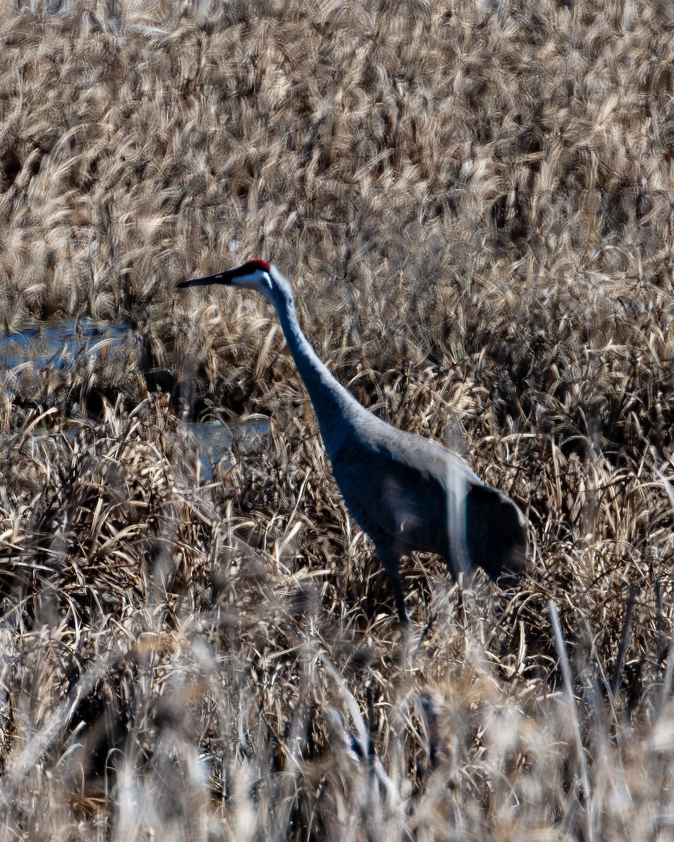 Sandhill Crane - ML615882073