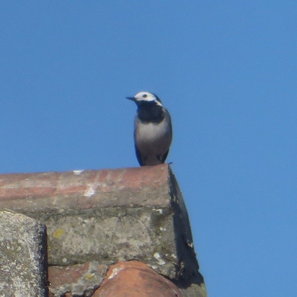 White Wagtail - ML615882078