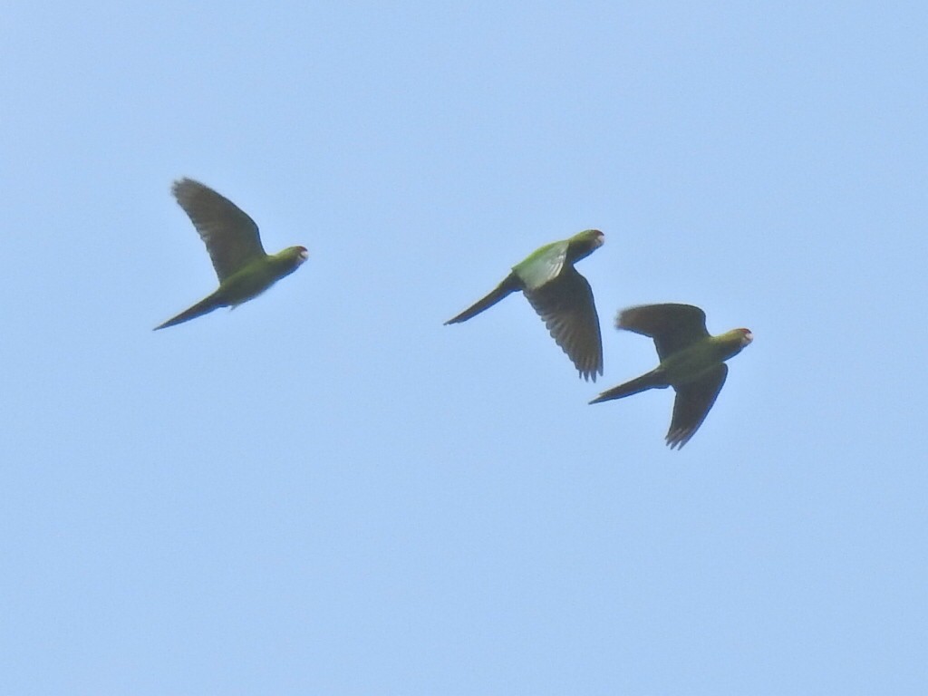 Scarlet-fronted Parakeet - Justin Harris