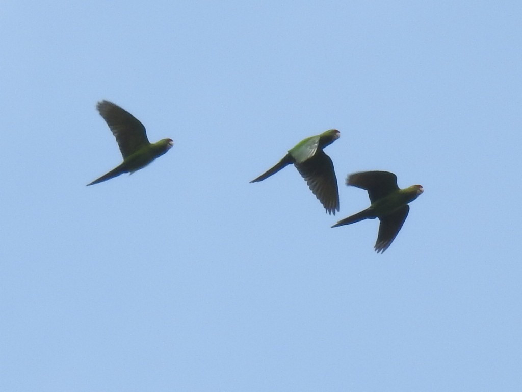 Scarlet-fronted Parakeet - ML615882080