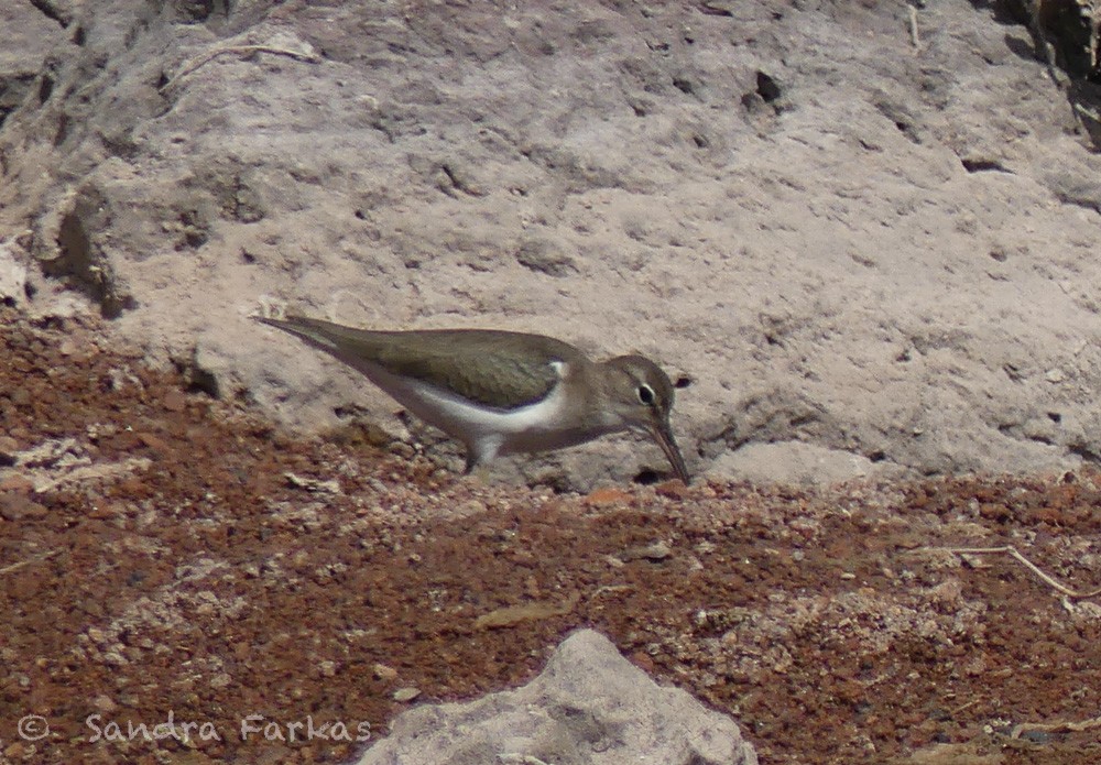 Spotted Sandpiper - ML615882141