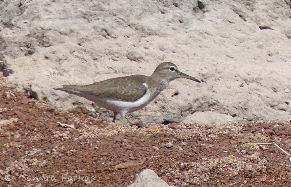 Spotted Sandpiper - ML615882142