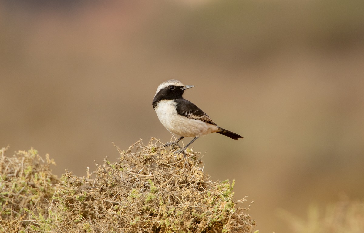 Red-rumped Wheatear - ML615882148