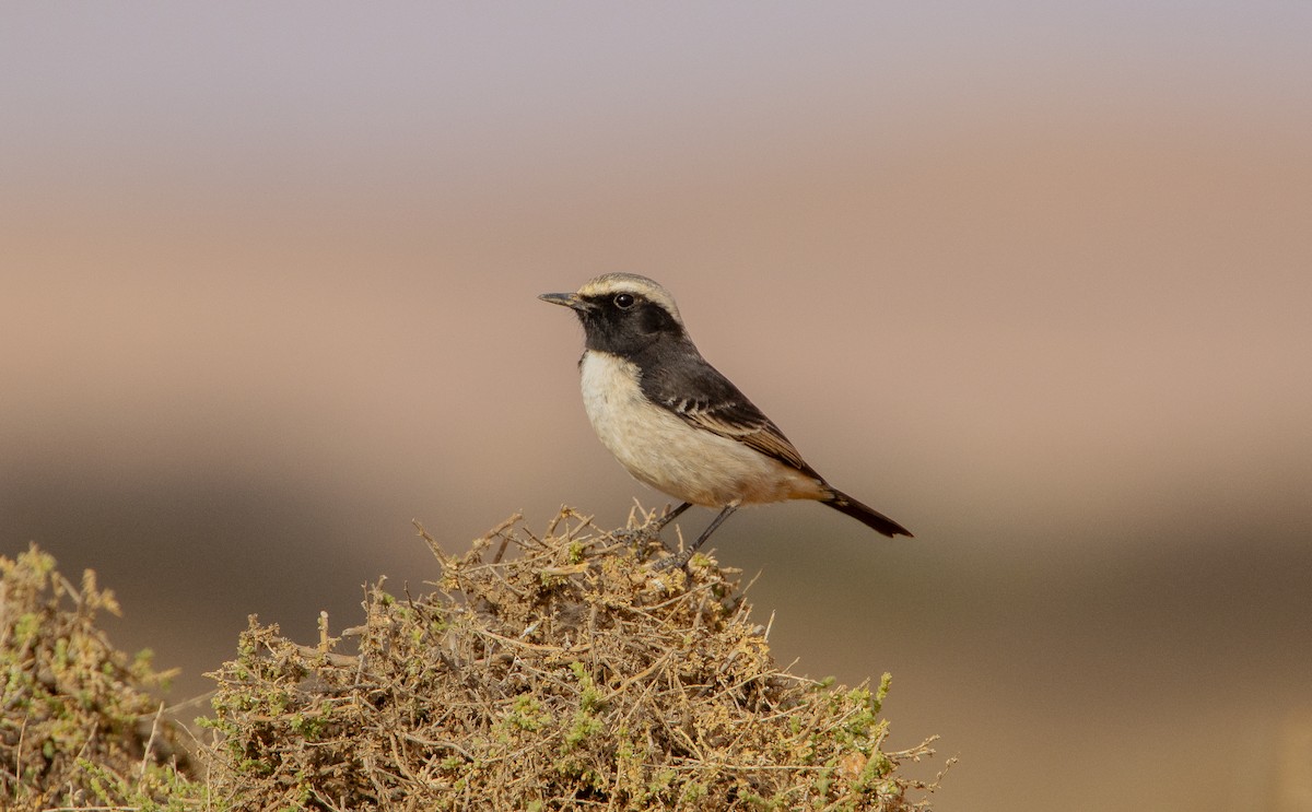 Red-rumped Wheatear - ML615882149