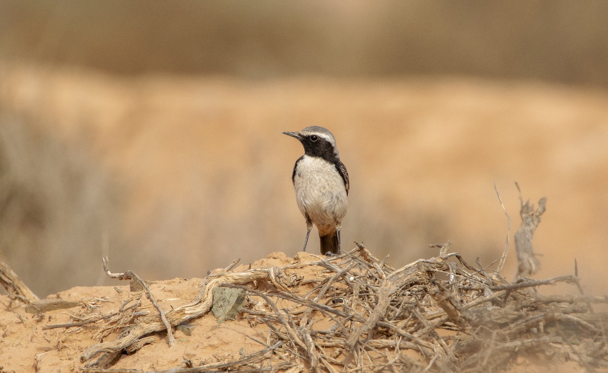 Red-rumped Wheatear - ML615882150