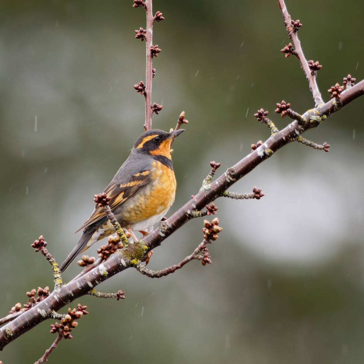 Varied Thrush - ML615882190