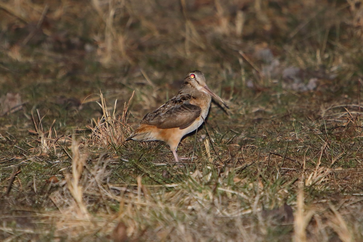 American Woodcock - ML615882201