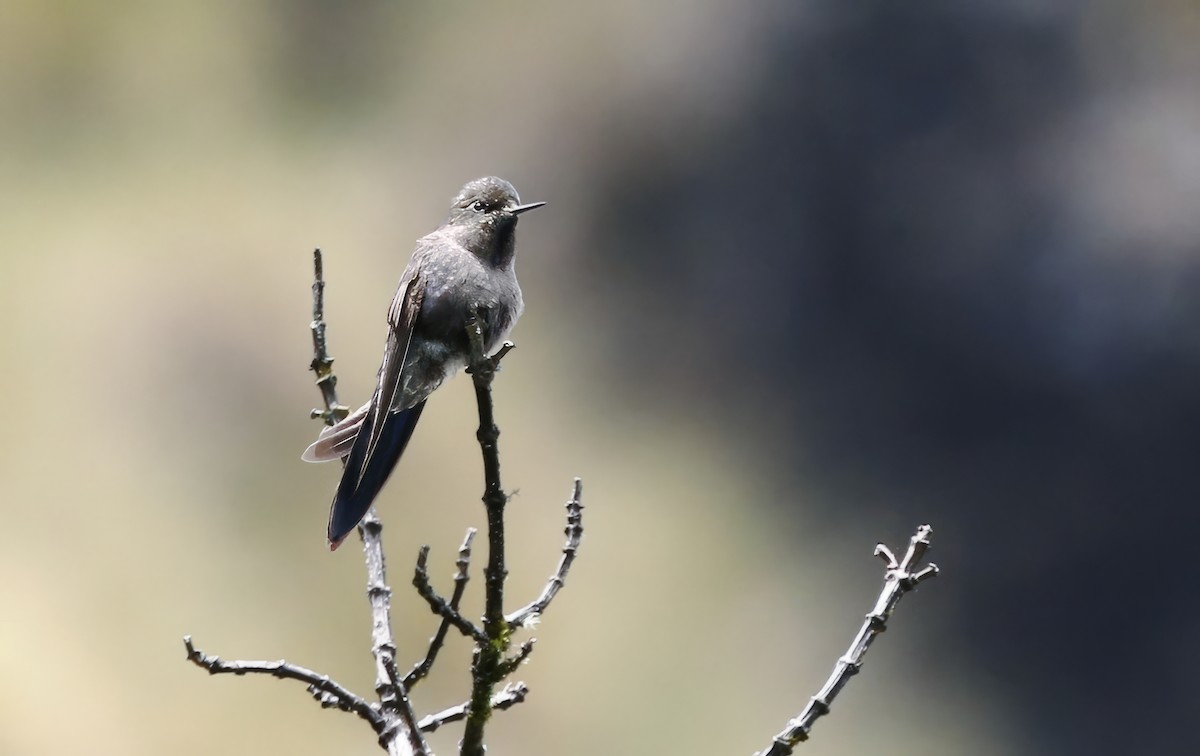 kolibřík modropláštíkový - ML615882228