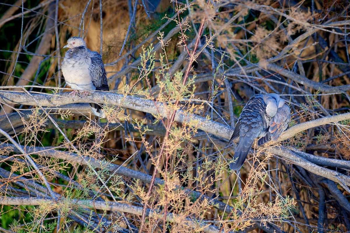 Dusky Turtle-Dove - ML615882230