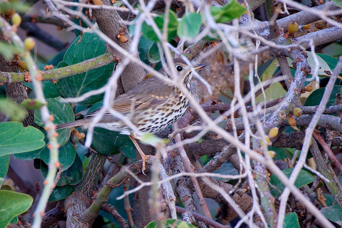 Song Thrush - Tomáš Grim