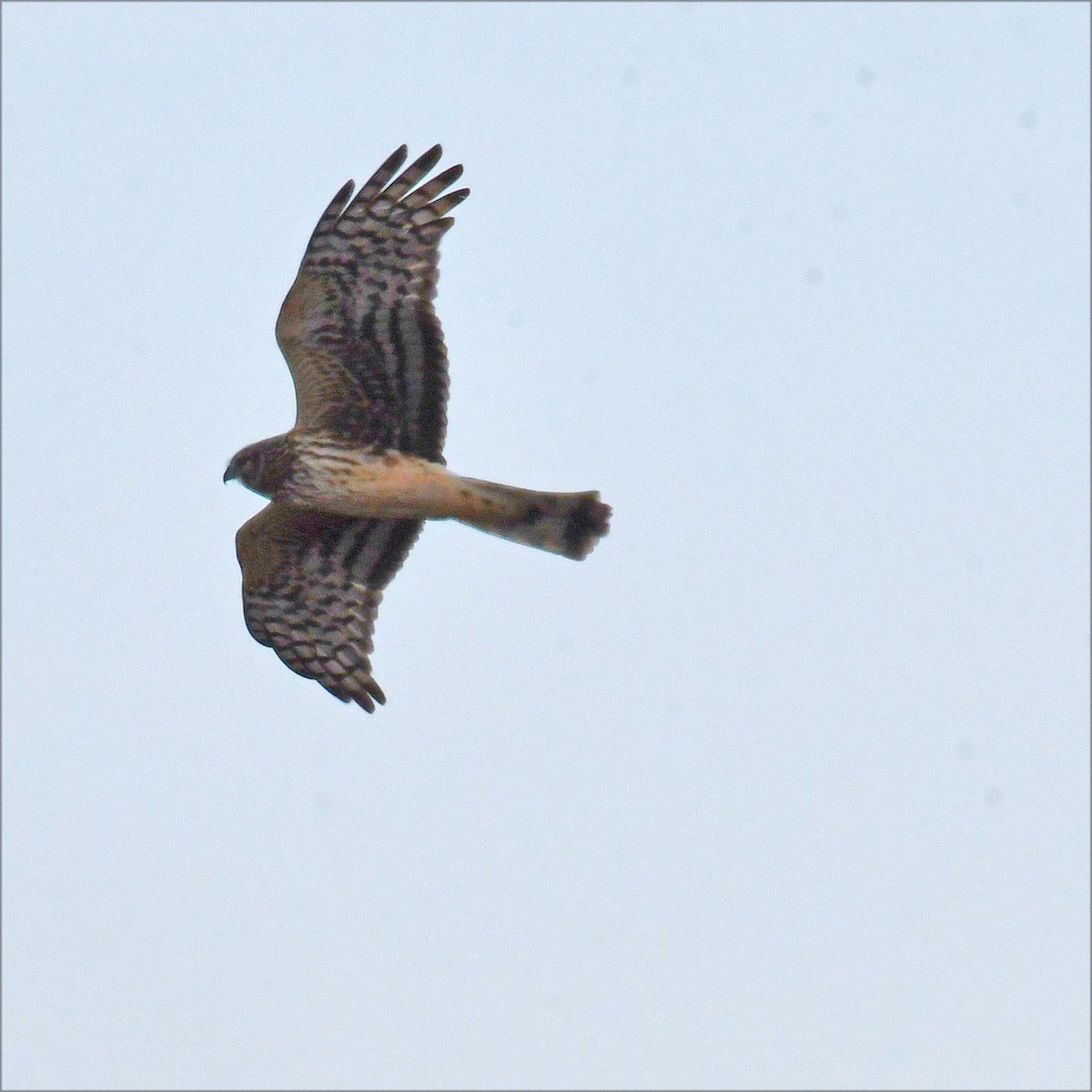 Northern Harrier - ML615882250