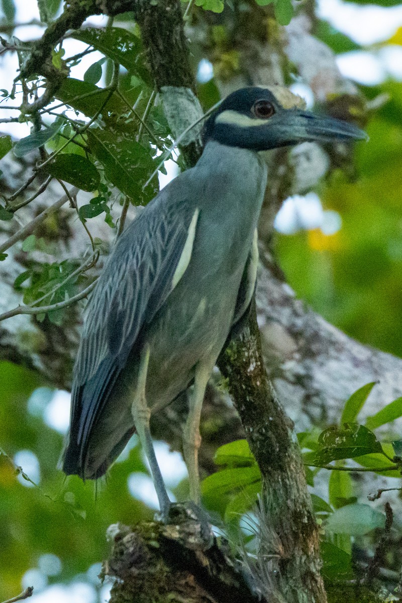 Yellow-crowned Night Heron - ML615882316