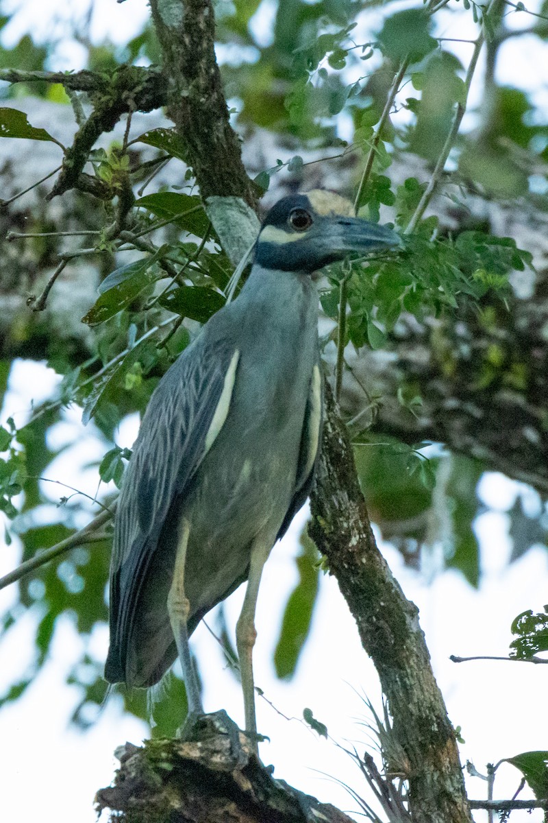 Yellow-crowned Night Heron - Gordon Starkebaum