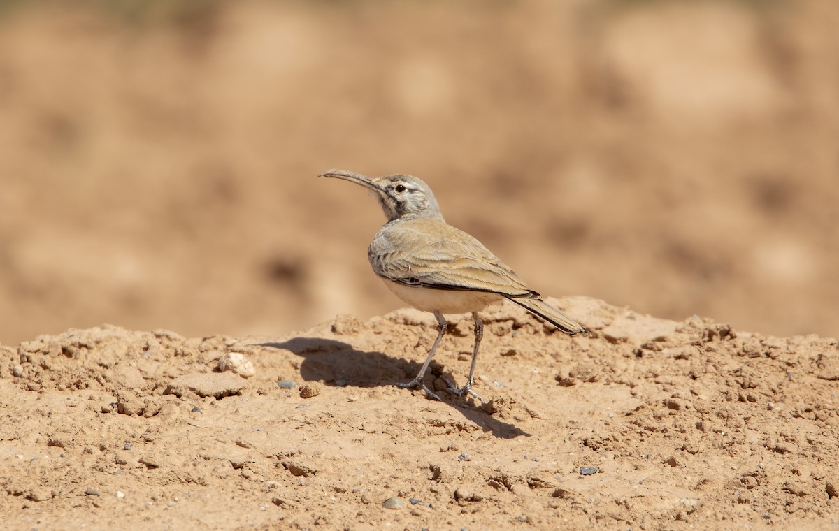 Greater Hoopoe-Lark (Mainland) - ML615882439