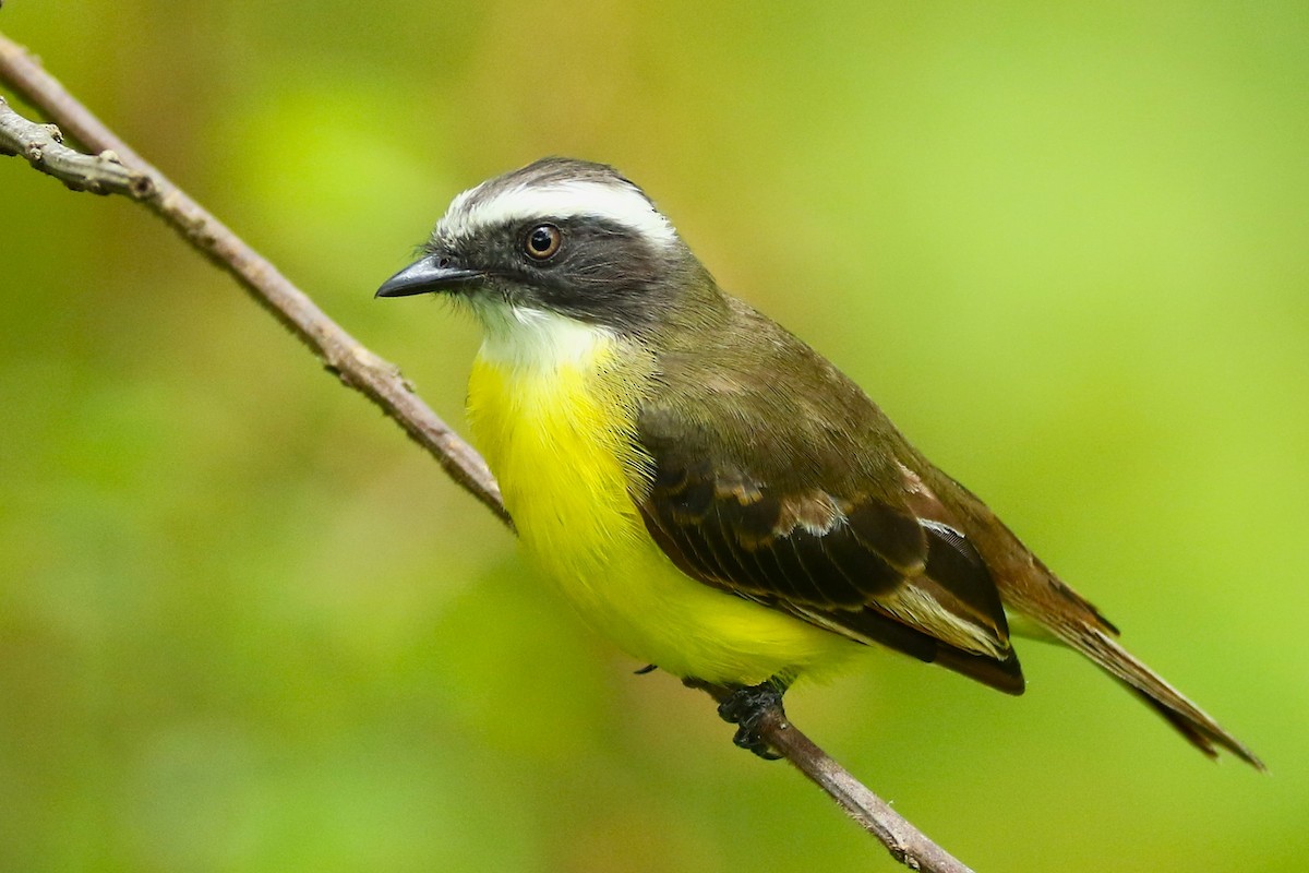 Social Flycatcher - ML615882559