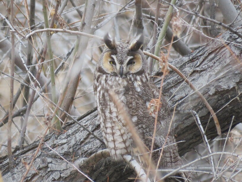 Long-eared Owl - Howard Stephenson