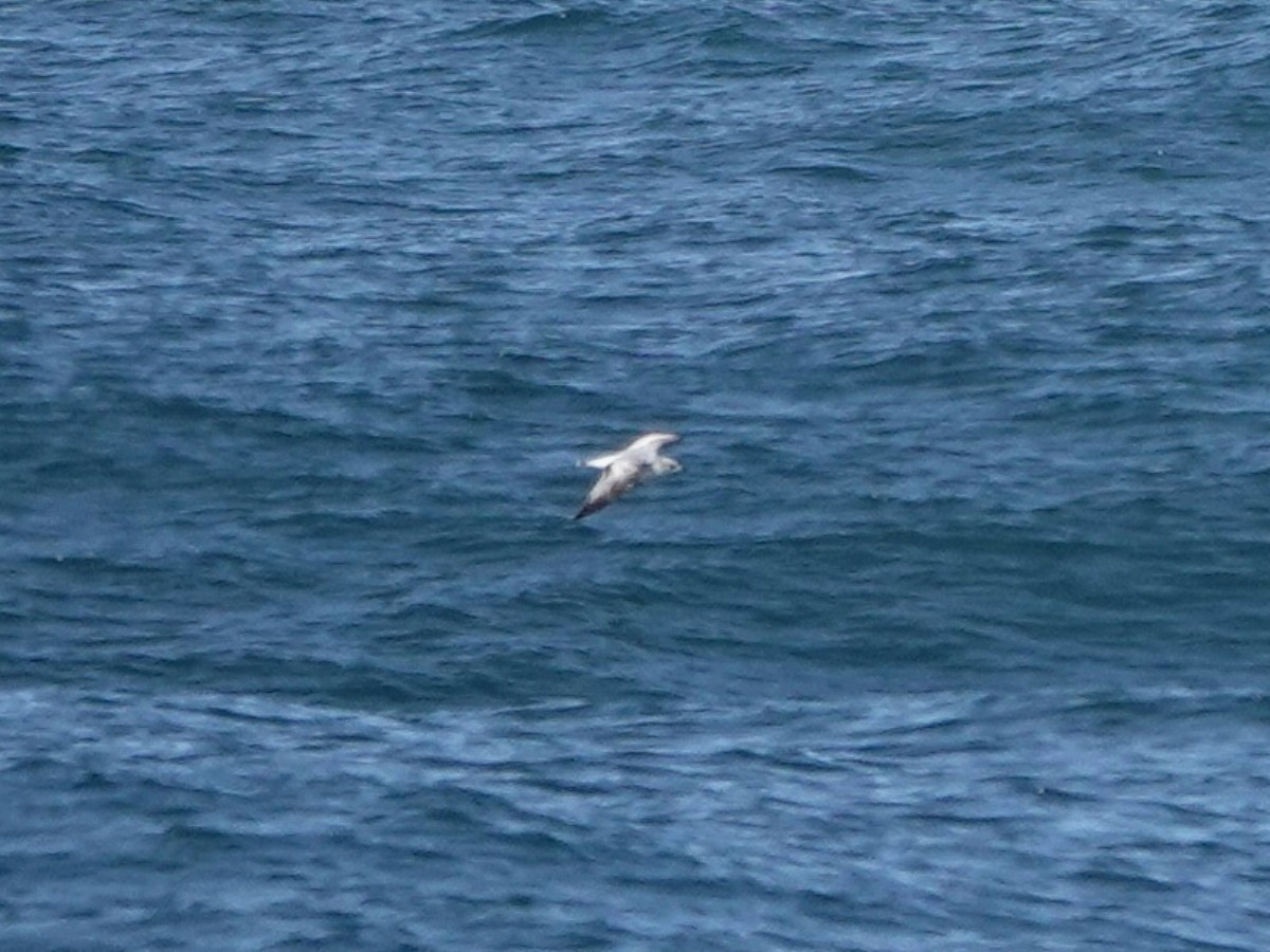 Bonaparte's Gull - ML615882582