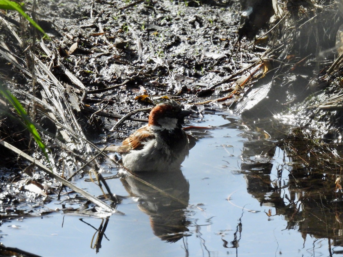 House Sparrow - Martha Wild