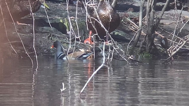 Common Gallinule - ML615882592