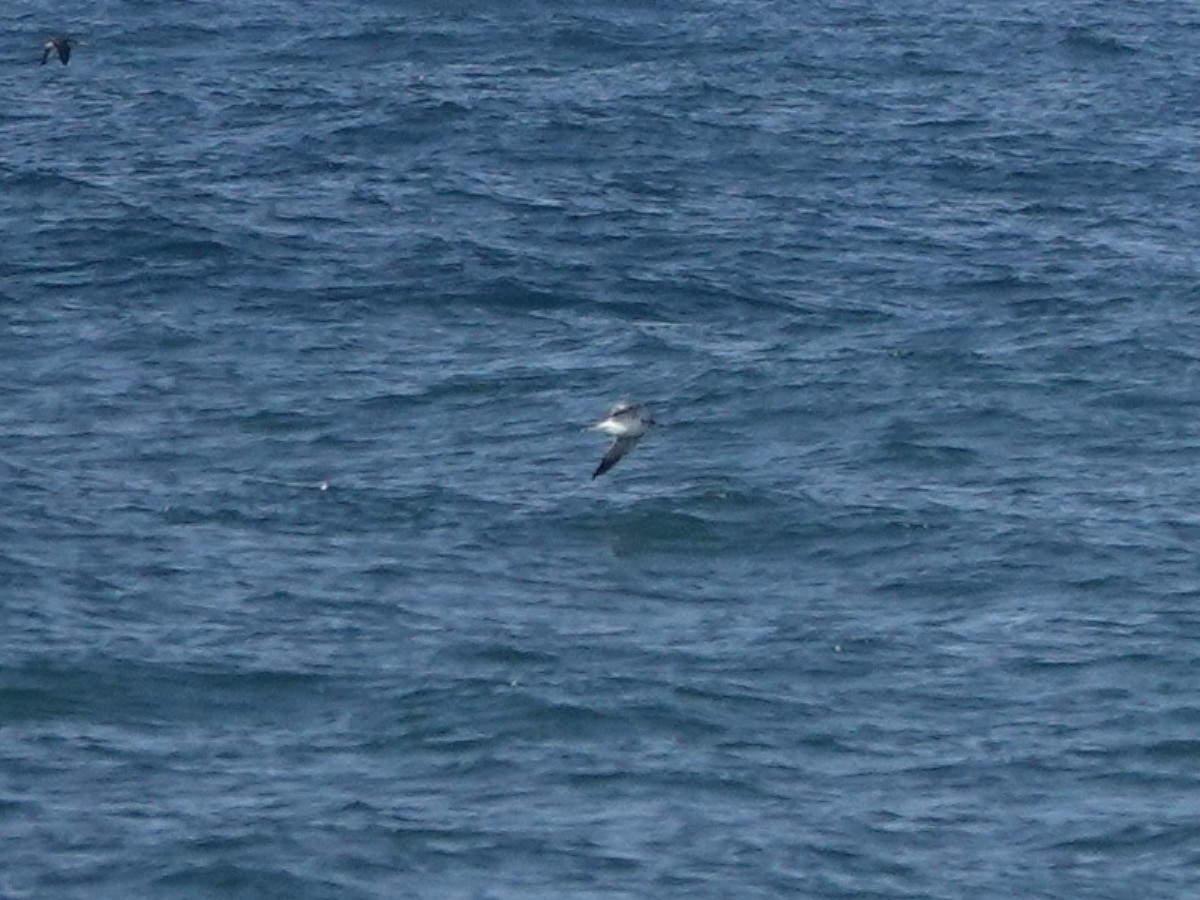 Bonaparte's Gull - ML615882603