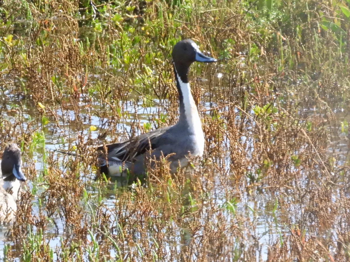 Northern Pintail - Martha Wild