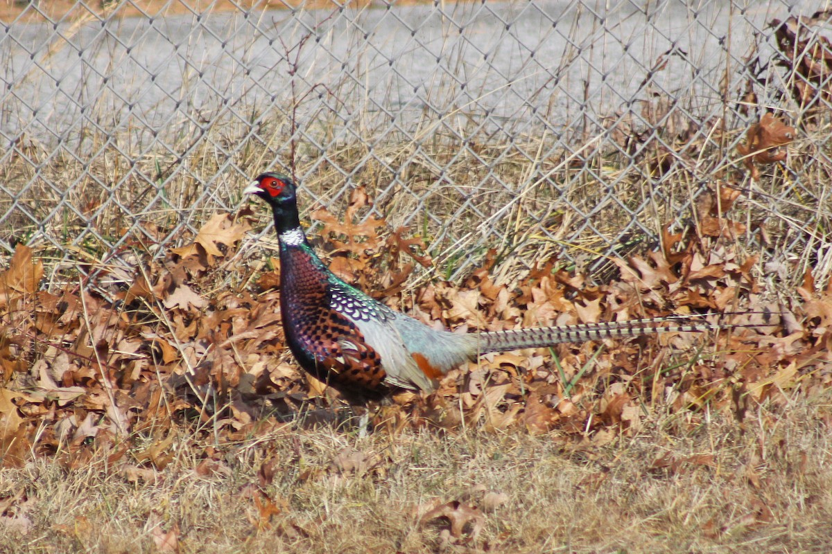 Ring-necked Pheasant - Corey Finger