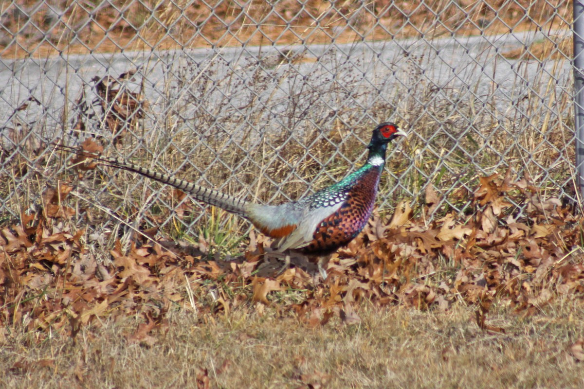 Ring-necked Pheasant - Corey Finger